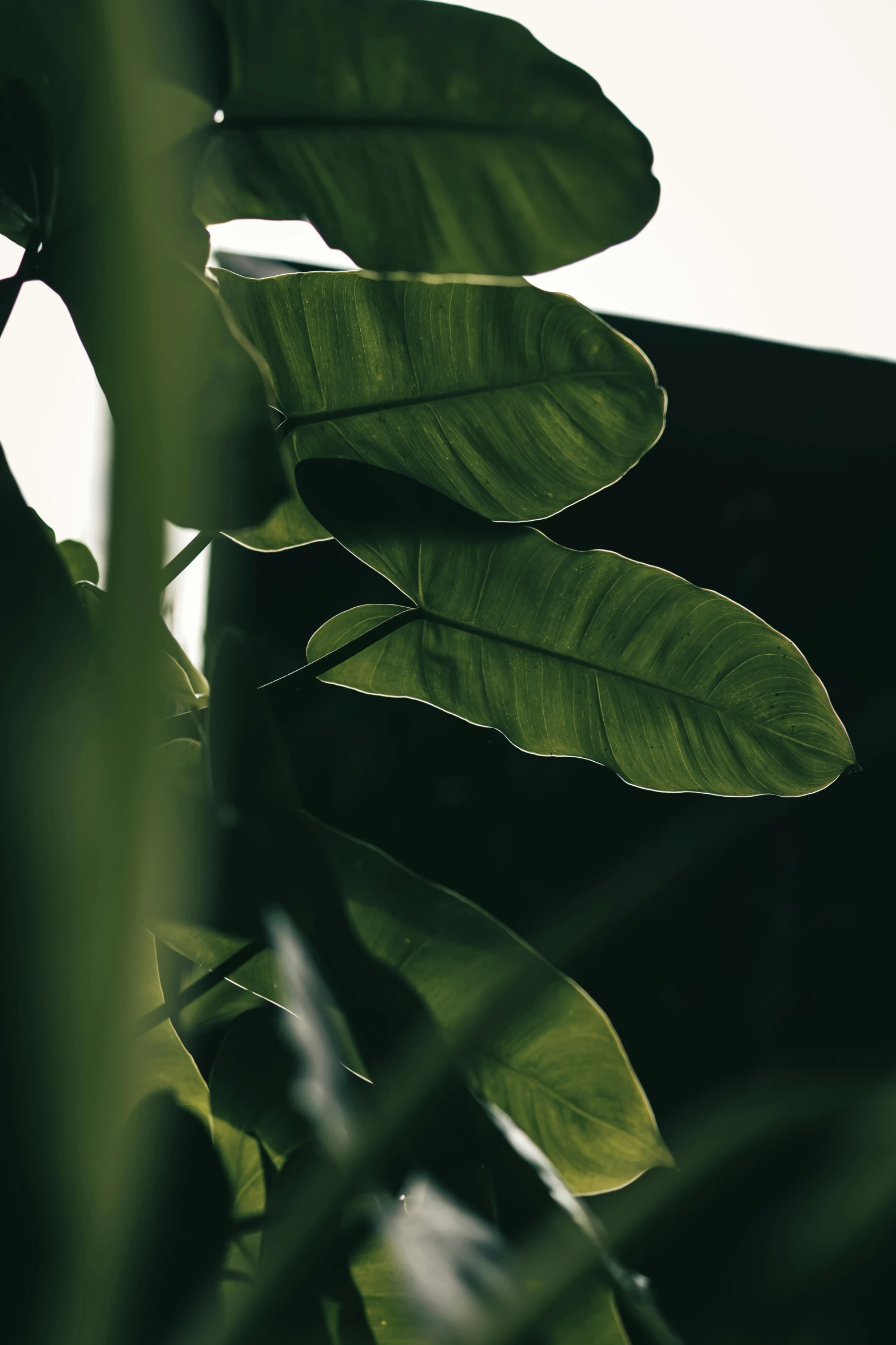 a tropical tree with green leaves in the foreground