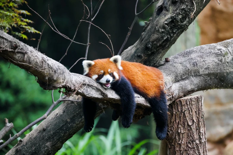 an orange and black bear sleeping on a tree