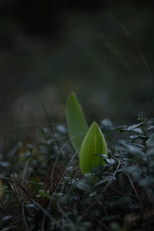 a small green plant grows among small thin plants