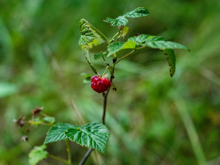 a single berry with leaves on it sits in the grass