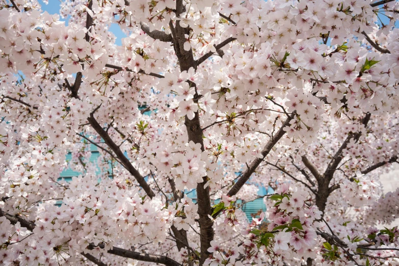 the tree with many pink blossoms is in full bloom