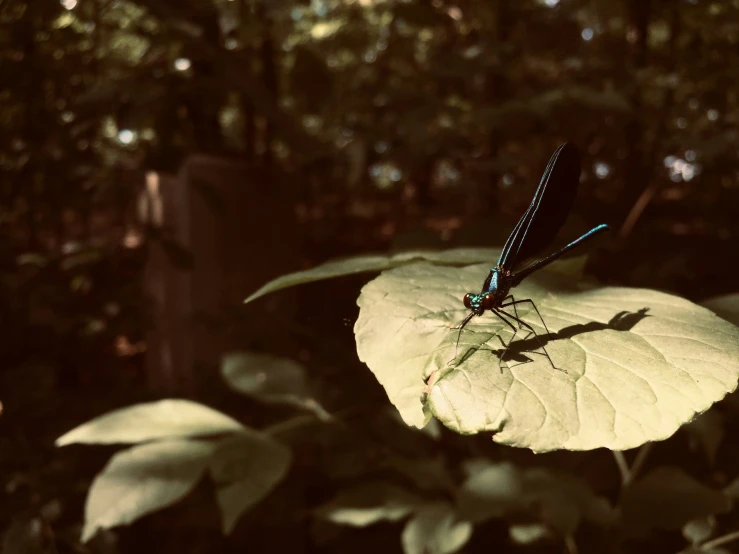 a dragonfly resting on a leaf with other vegetation