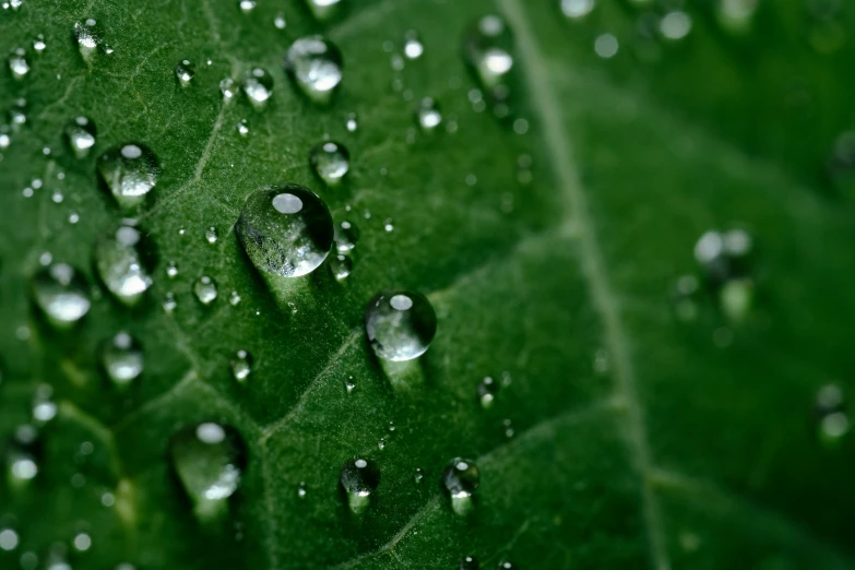 the dew drops on a leaf are so pretty they can be seen