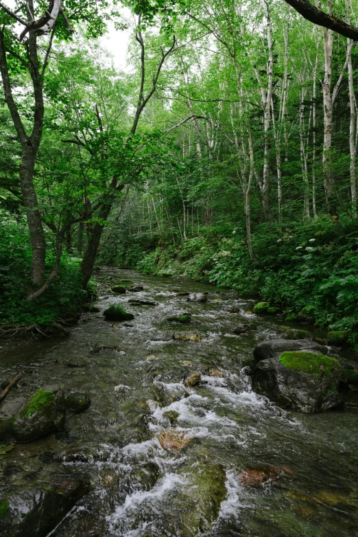 a stream runs through the woods past trees