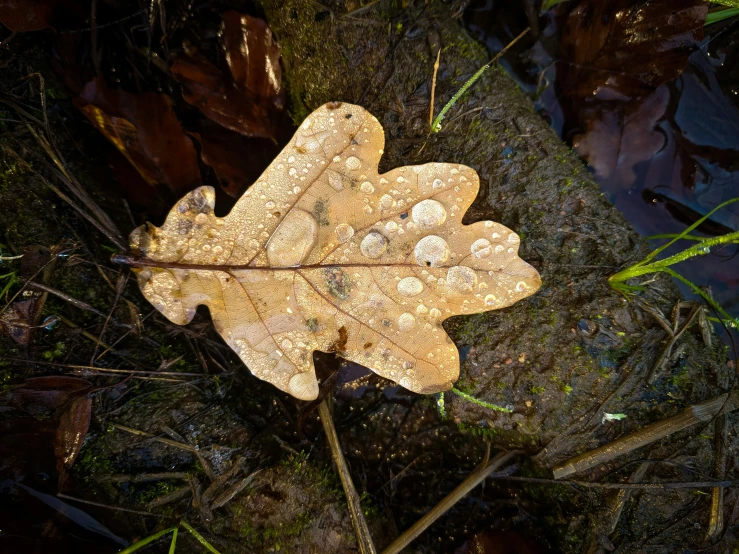 a leaf that is sitting on the ground