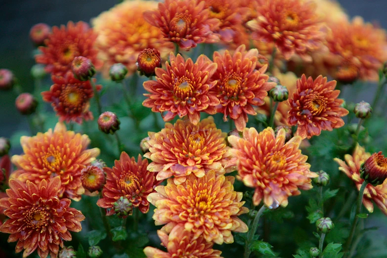 a bunch of colorful flowers in a field