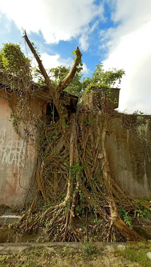 a tree sitting in front of a wall that is partially covered by vines