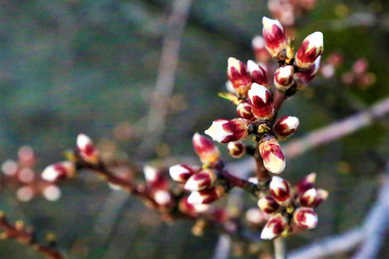 a close up of a plant with many small buds