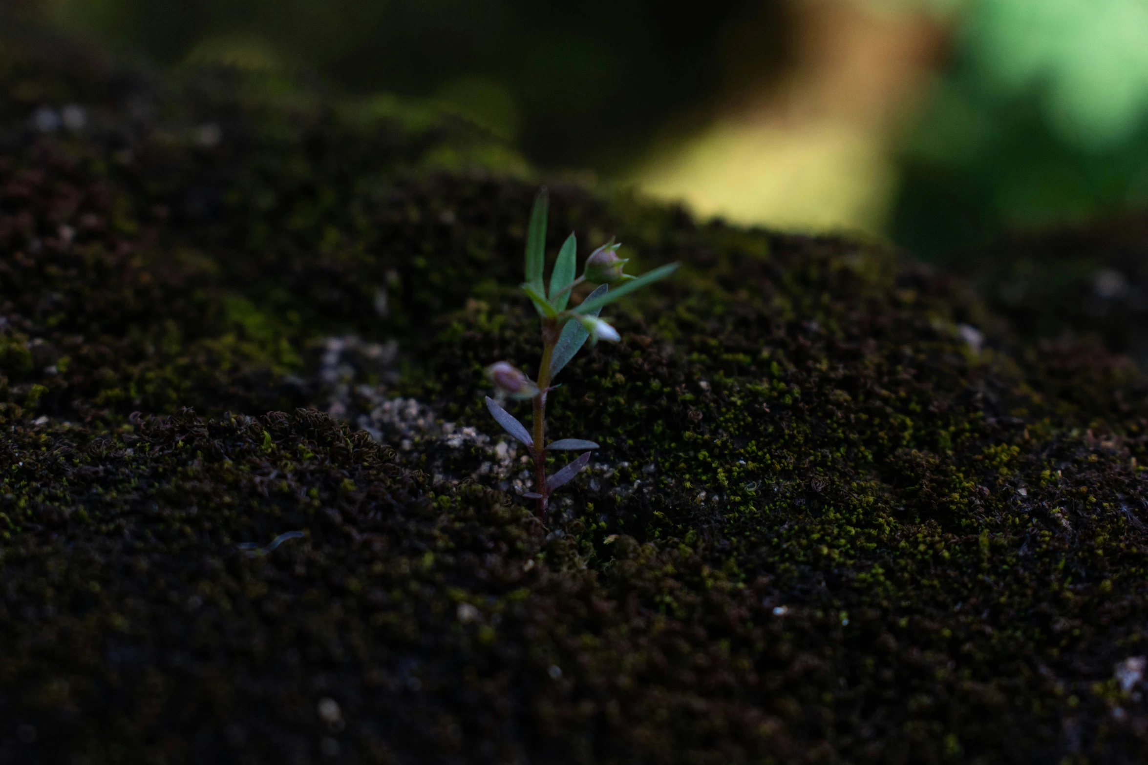 this is an image of a tiny plant sprouting from the ground