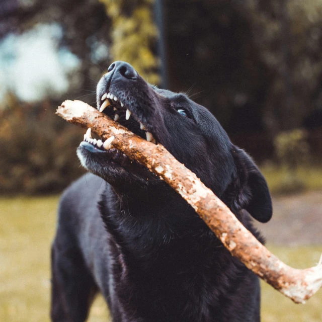 a black dog carries a stick in it's mouth