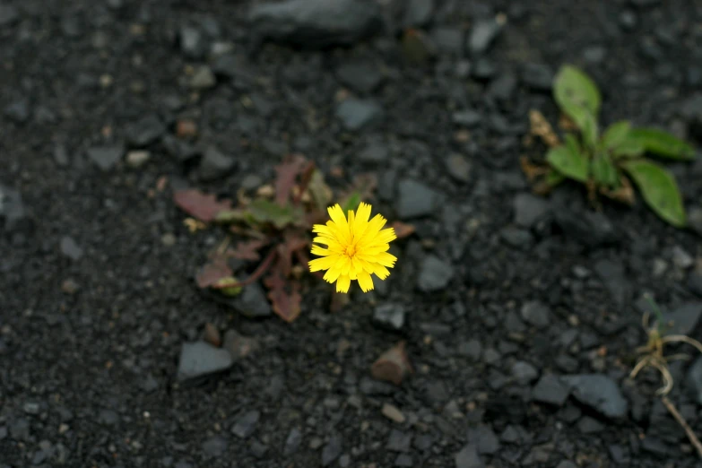 a flower sits alone in the middle of the gravel