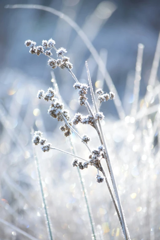 a couple of stems of dry grass with water drops