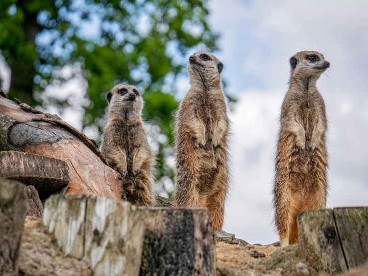 three meerkats standing on a pile of wood and rock