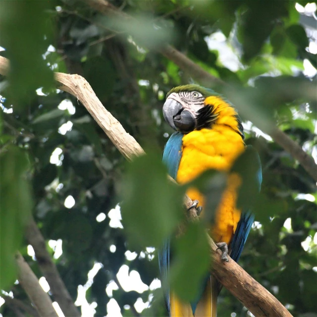 a colorful parrot is perched in a tree