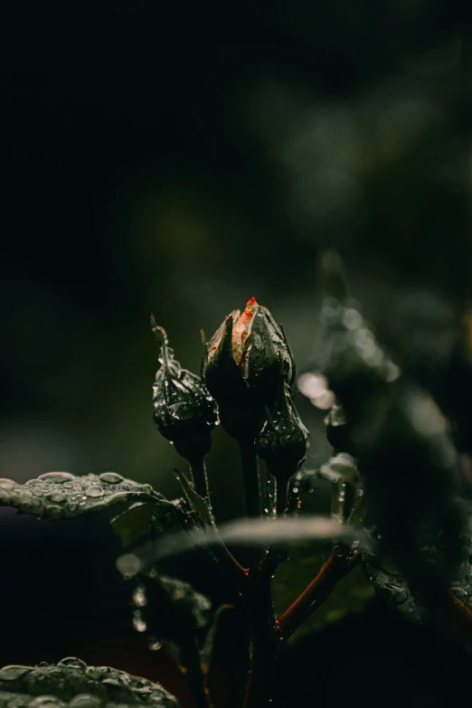 some kind of insect with red markings on its face and body