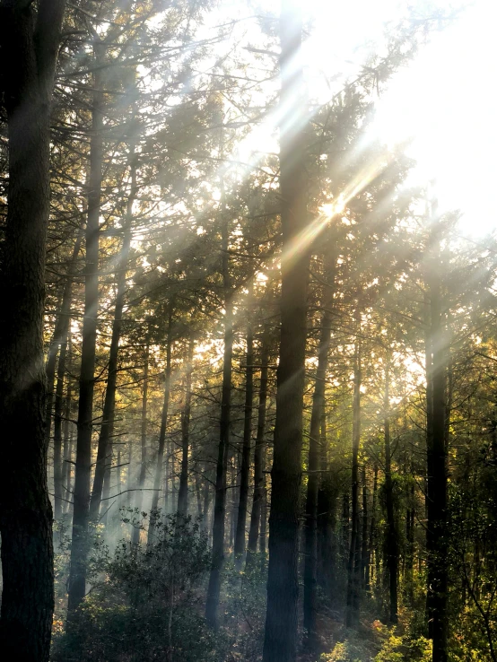 sunlight coming through trees into the forest floor