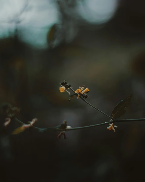 a twig with tiny yellow flowers on it