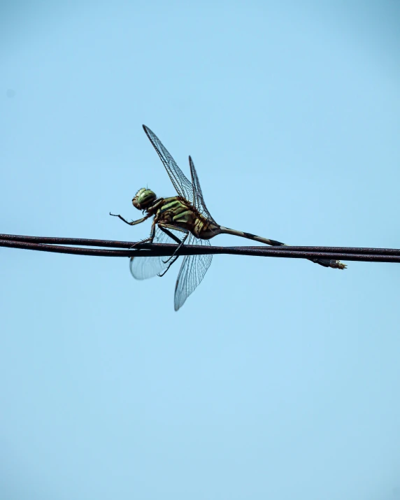 a beautiful bug sitting on top of a metal wire