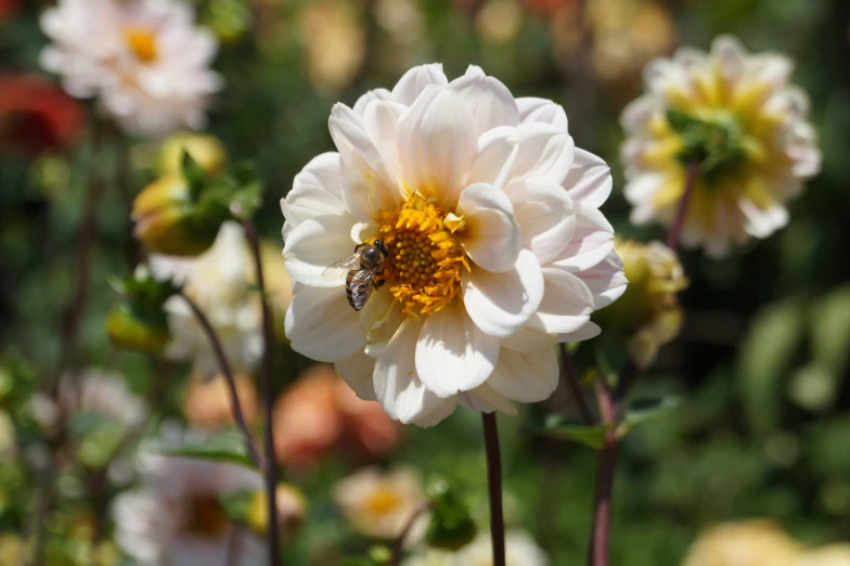 a bee sitting on top of a white flower