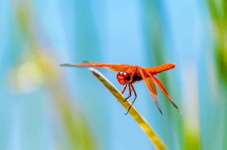 a close up view of a red dragon fly