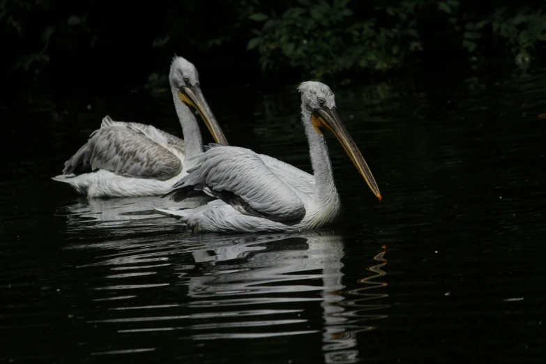 three pelicans are swimming in a body of water