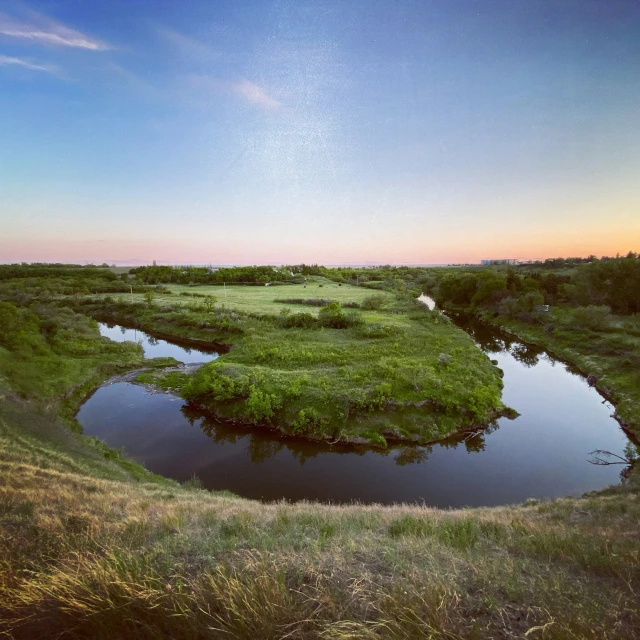 there are several plants in this small swampy area