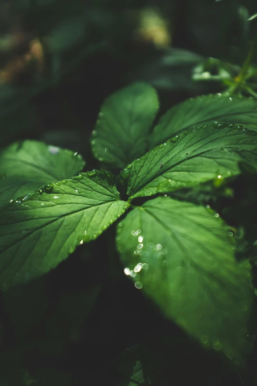 some bright green leaves in the middle of the rain