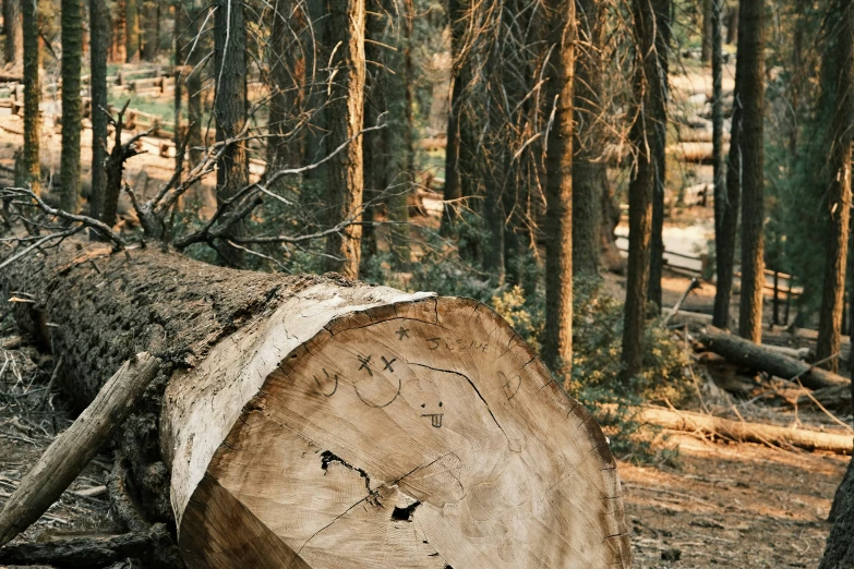 this is a piece of tree in a forest