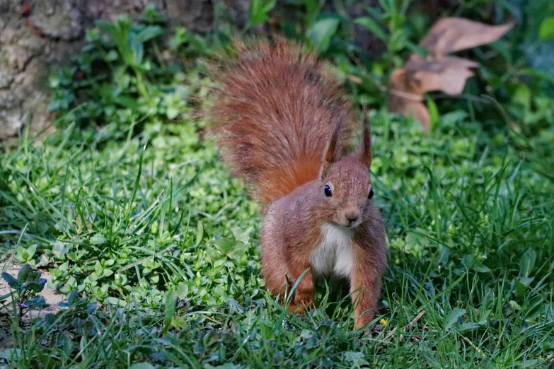 the squirrel is outside near a tree