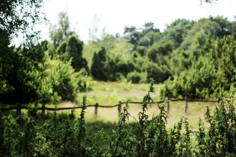 the view over the green trees from behind the wood fence