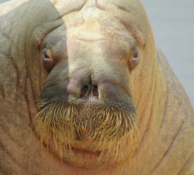 a close up po of a sea lion with his nose on the sand