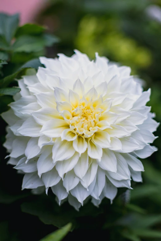 large white flower with yellow center surrounded by leaves