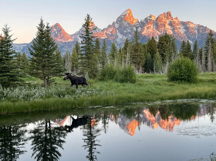 moose near a river with mountains in the background