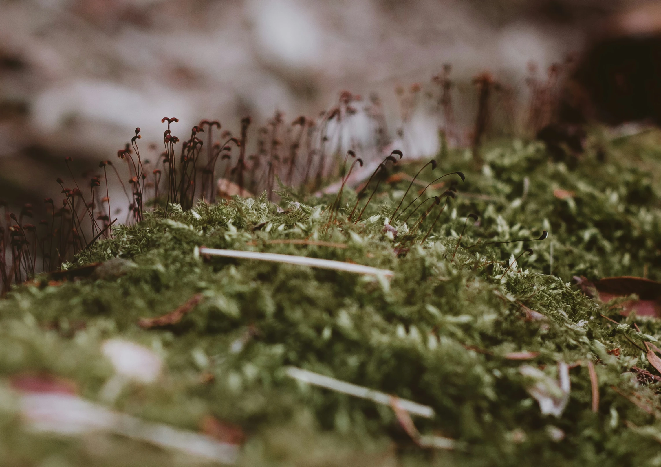 closeup of grass and needles in a pile