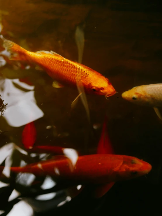 two orange fish swimming in the water with other fish in it