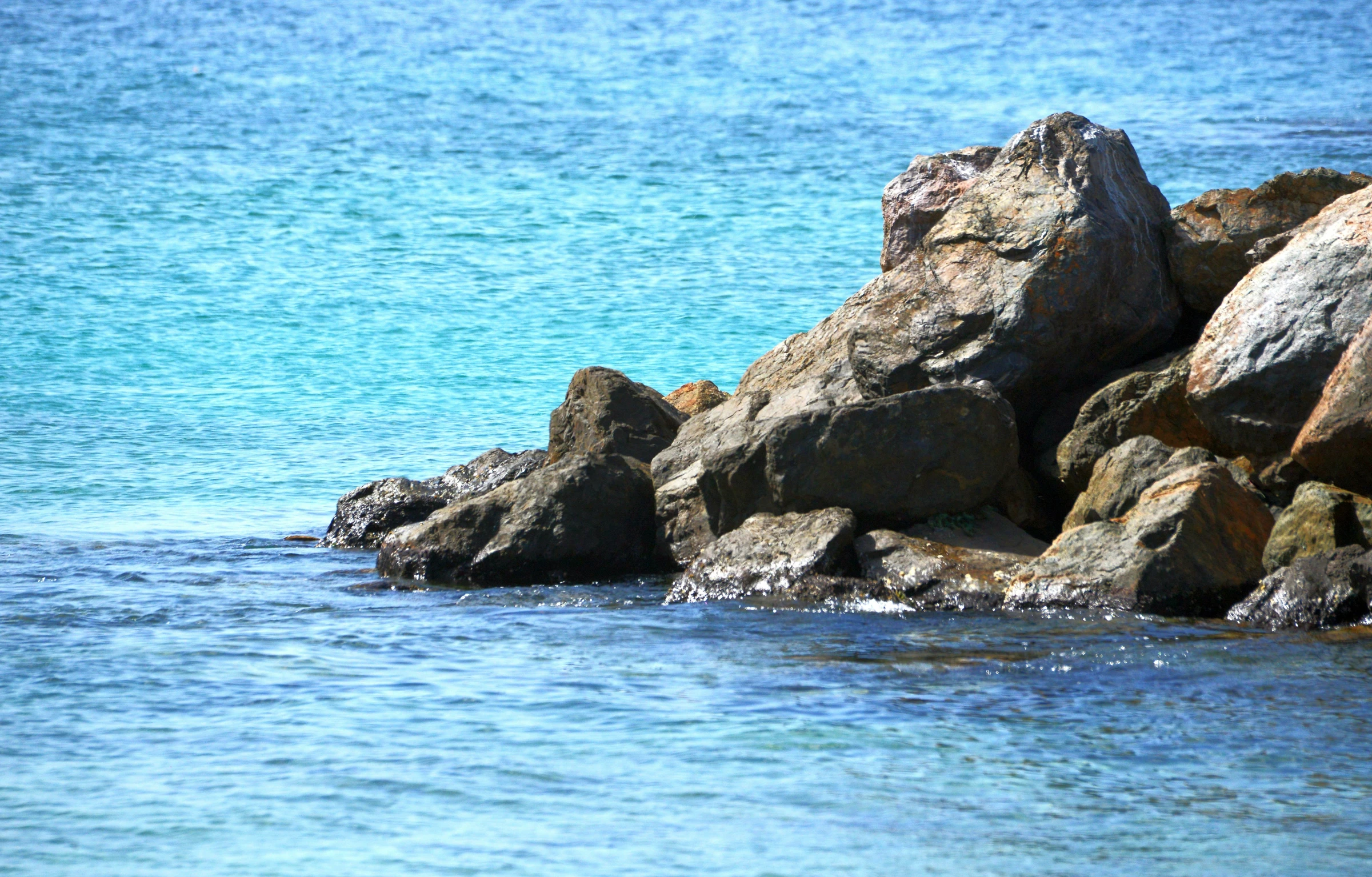 a bird is standing on top of a rock