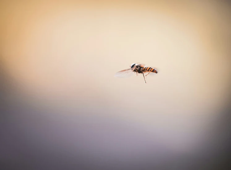 a fly insect flying in the air while covered by frost