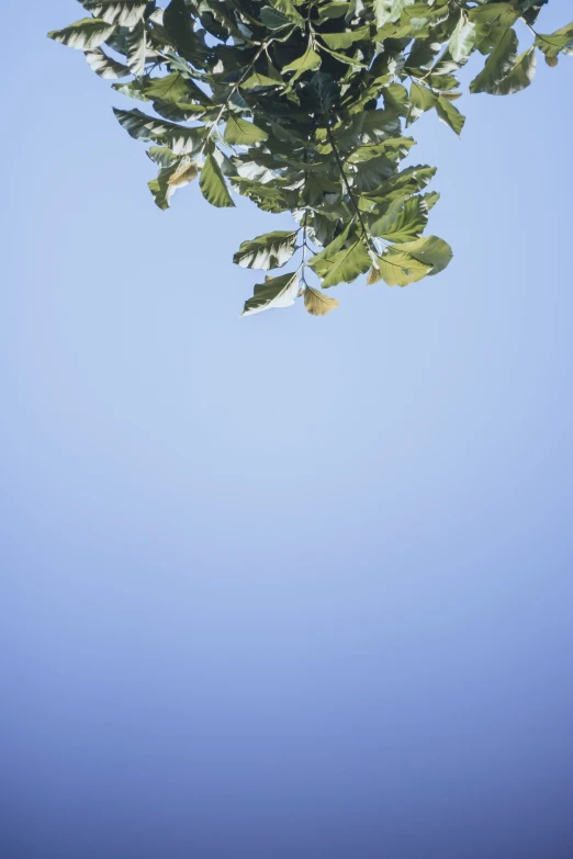 a tree with very green leaves is pographed from underneath it