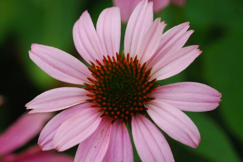 a pink flower with a green background