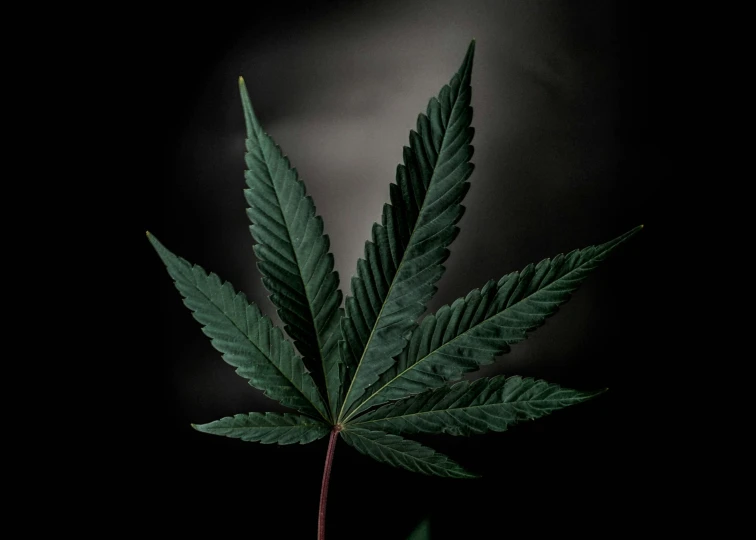 a green cannabis leaf on a black background