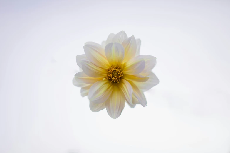 the top part of a white and yellow flower