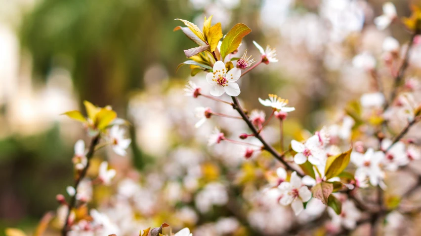 flowers and leaves are in bloom on a sunny day