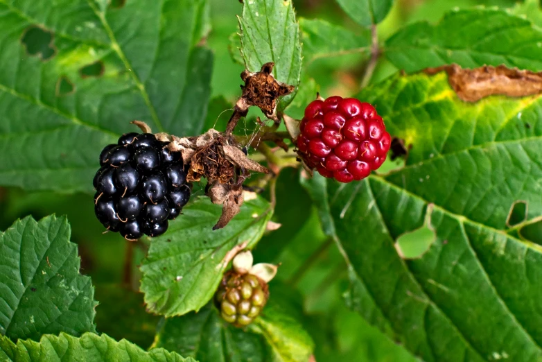 blackberry berries are still growing on the nches