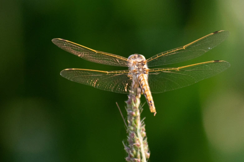 a dragon fly is perched on a flower