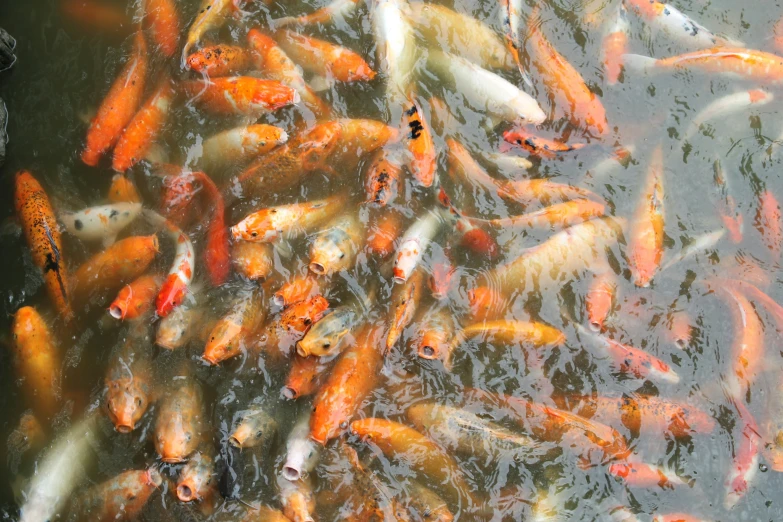 a flock of koi fish swimming in the water