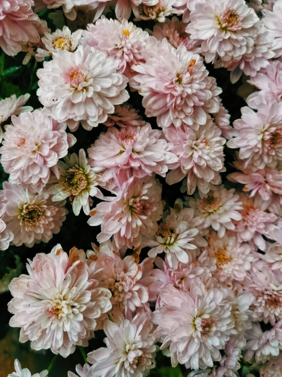 this is an image of many flowers