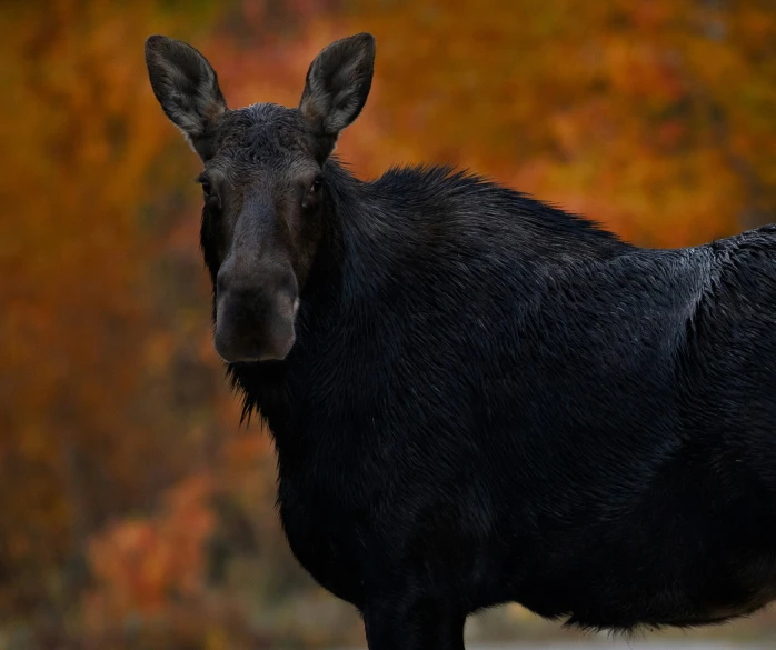 there is a black moose looking back at the camera