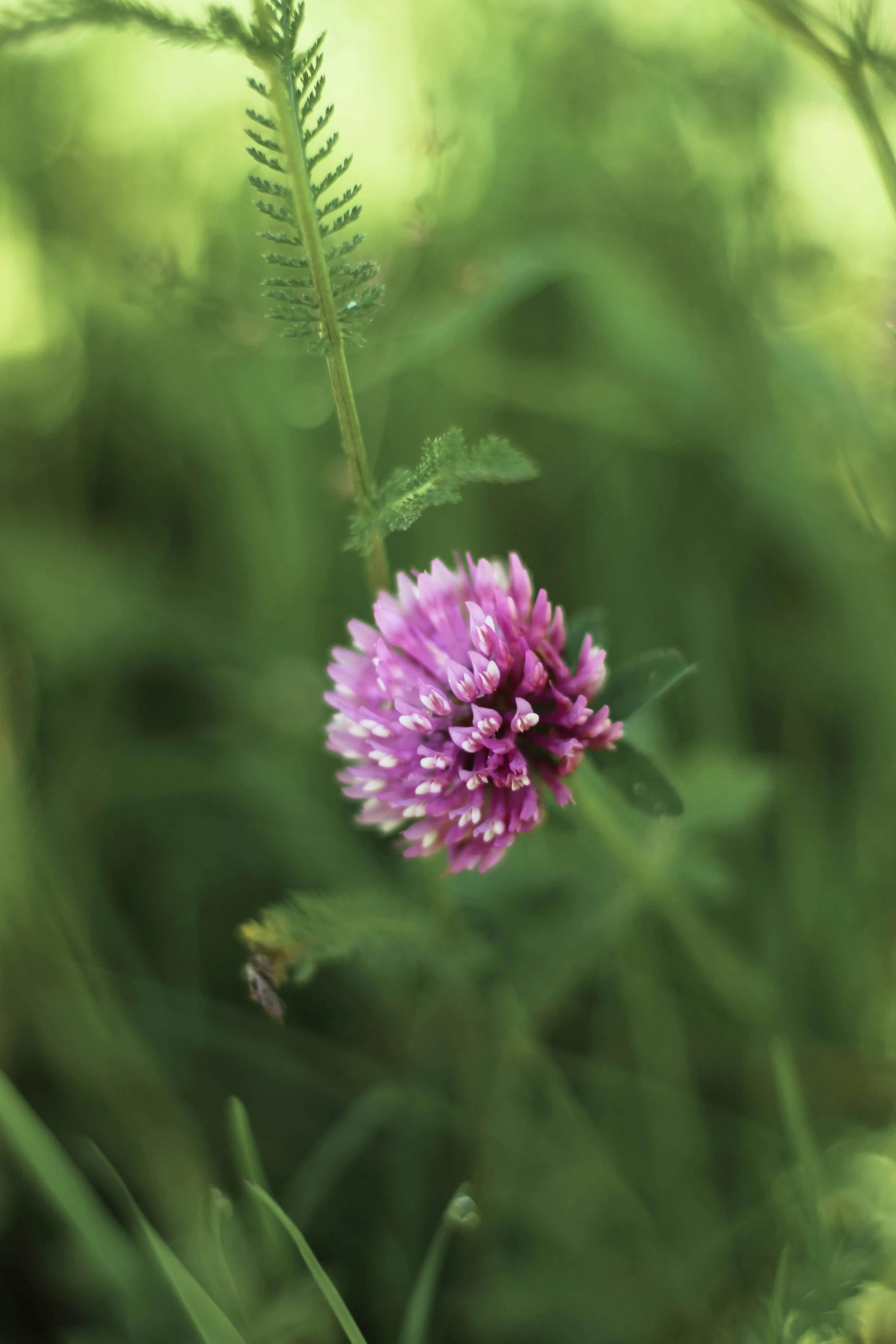 a flower with lots of green leaves in the background