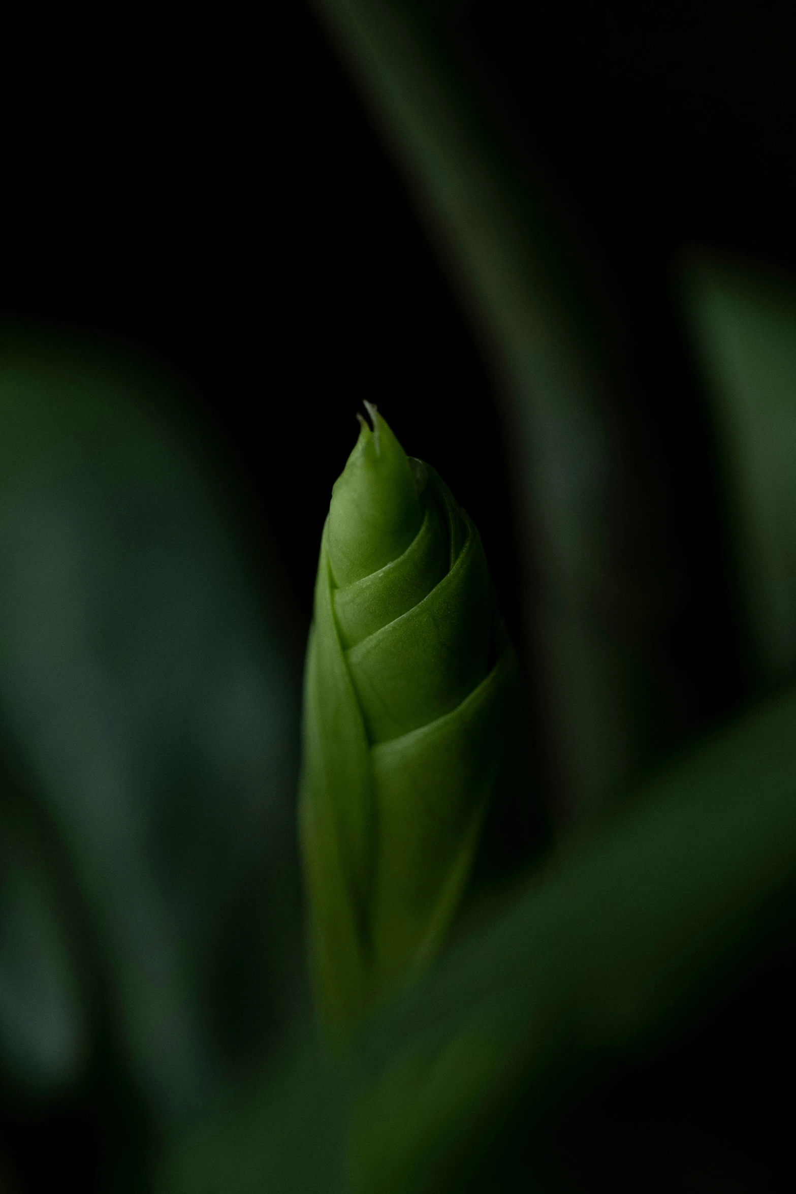 a single flower bud with its head turned towards the camera