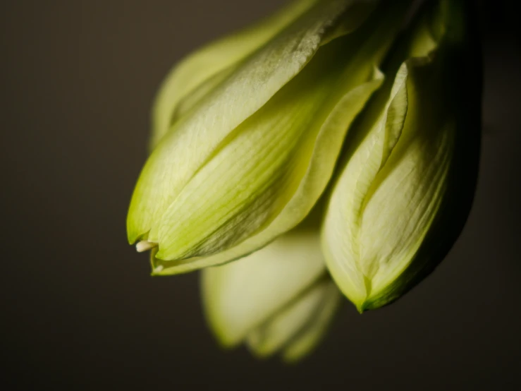 the stem of a flower with leaves is covered in sunlight